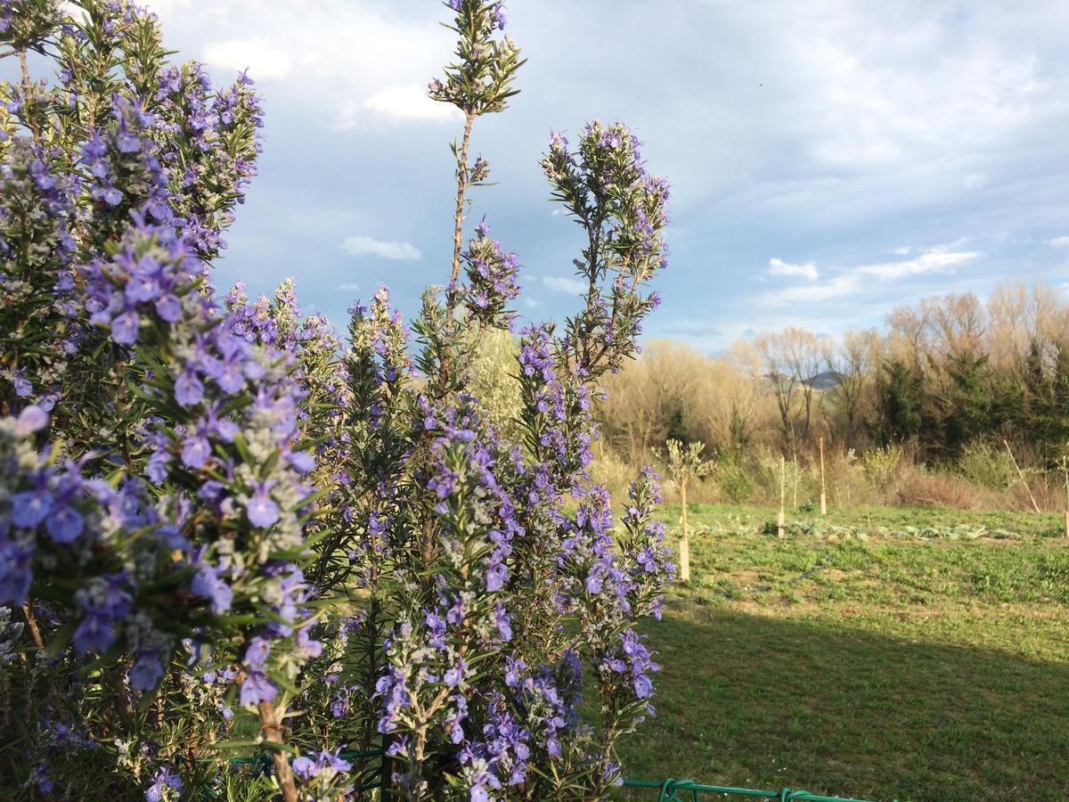 弗利 Agriturismo Il Pettirosso旅馆 外观 照片